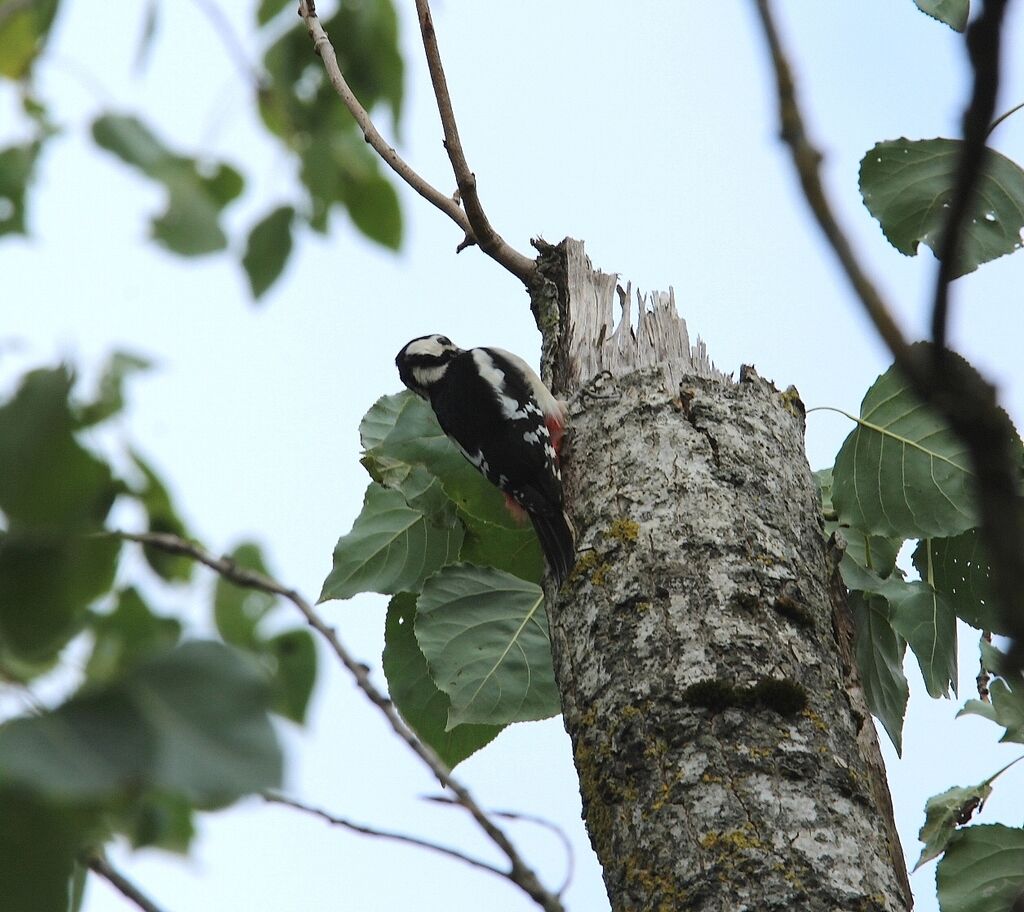 Great Spotted Woodpecker