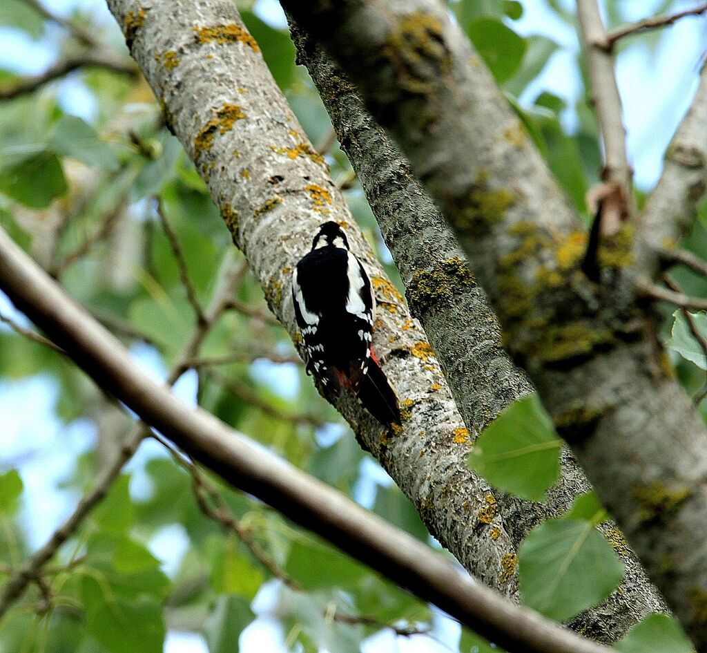 Great Spotted Woodpecker