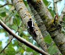 Great Spotted Woodpecker