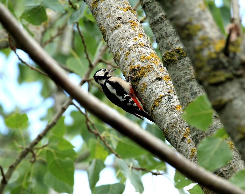 Great Spotted Woodpecker