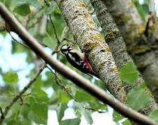 Great Spotted Woodpecker