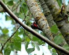 Great Spotted Woodpecker