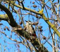 Great Spotted Woodpecker