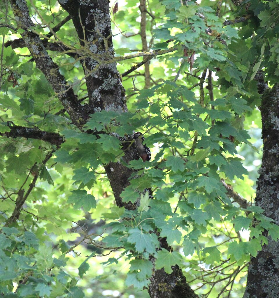 Great Spotted Woodpecker