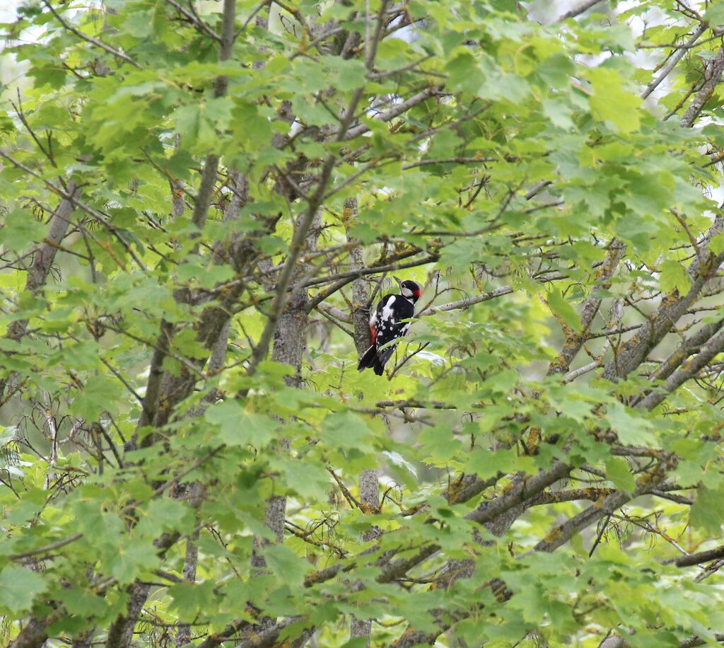 Great Spotted Woodpecker