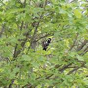 Great Spotted Woodpecker