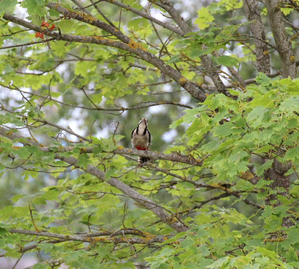 Great Spotted Woodpecker