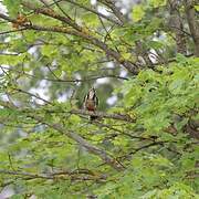 Great Spotted Woodpecker