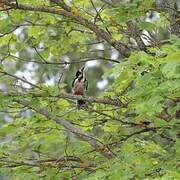 Great Spotted Woodpecker