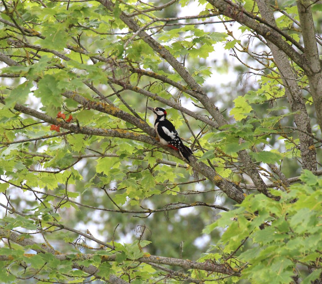 Great Spotted Woodpecker