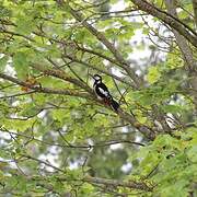 Great Spotted Woodpecker