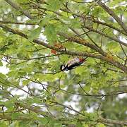 Great Spotted Woodpecker