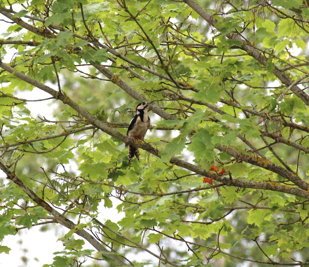 Great Spotted Woodpecker