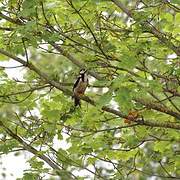 Great Spotted Woodpecker