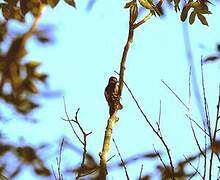 Great Spotted Woodpecker