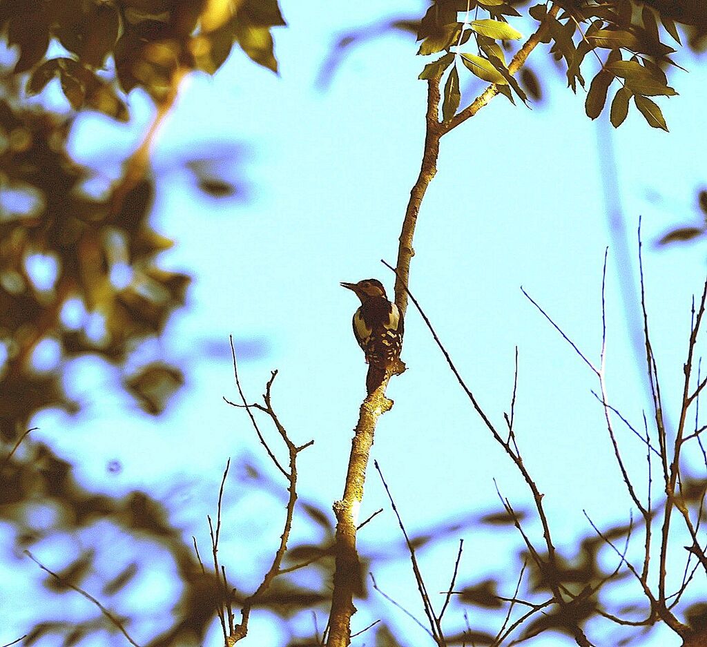 Great Spotted Woodpecker