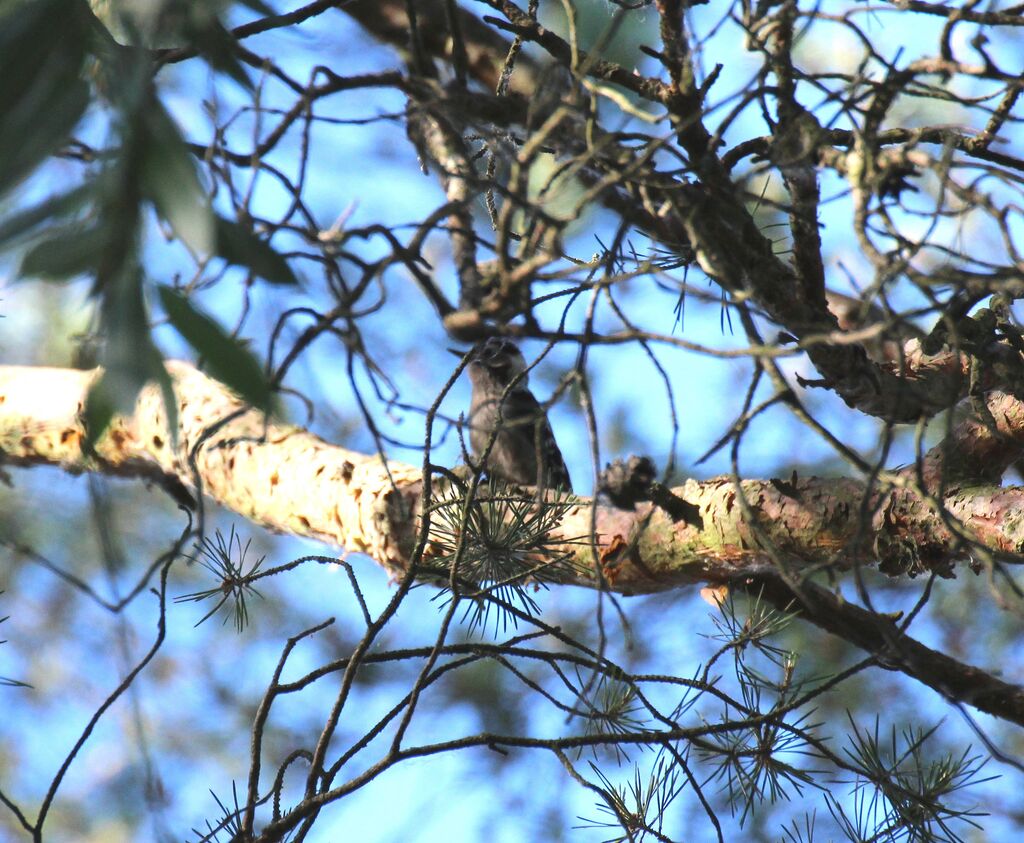 Lesser Spotted Woodpecker