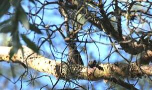 Lesser Spotted Woodpecker