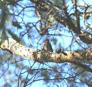 Lesser Spotted Woodpecker