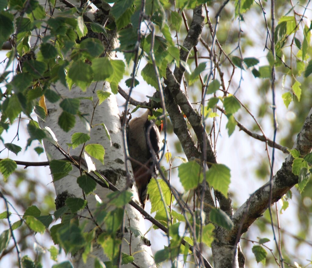 Lesser Spotted Woodpecker