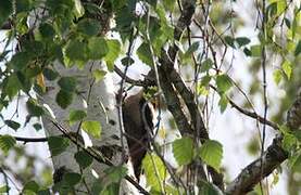 Lesser Spotted Woodpecker