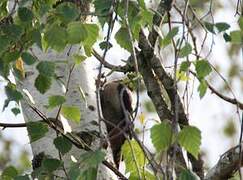 Lesser Spotted Woodpecker