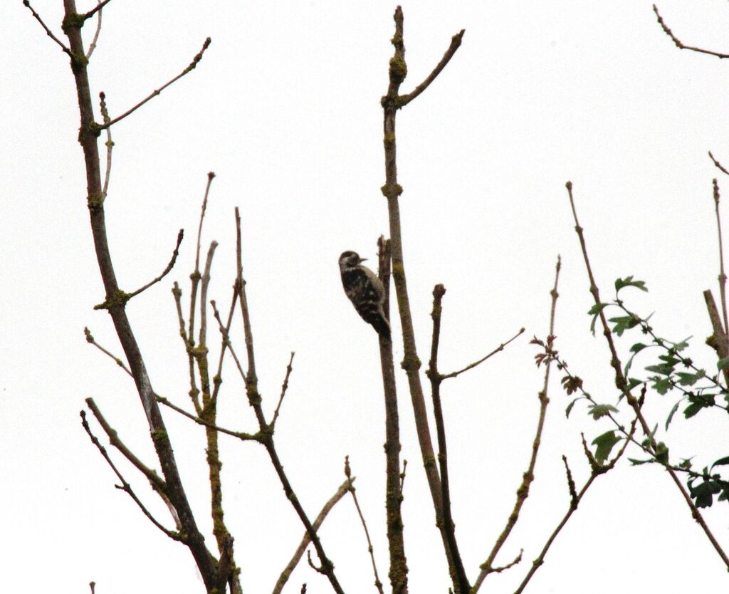 Lesser Spotted Woodpecker