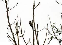 Lesser Spotted Woodpecker