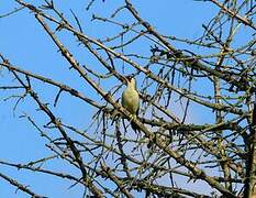 European Green Woodpecker