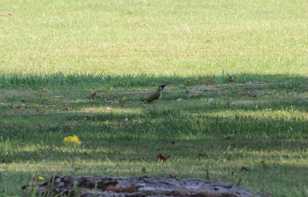 European Green Woodpecker