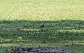 European Green Woodpecker