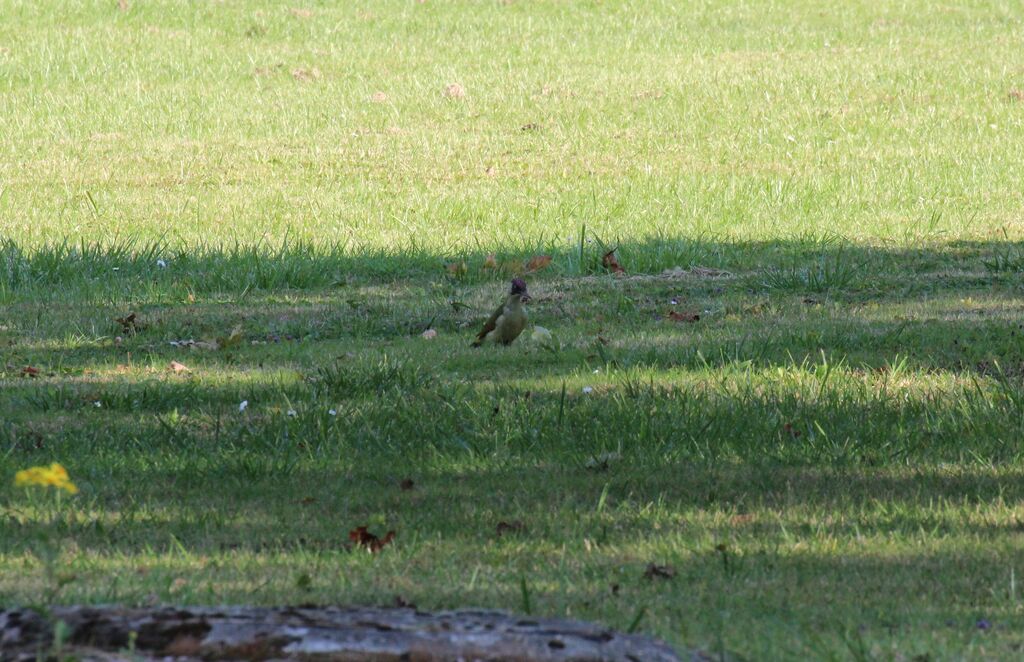 European Green Woodpecker