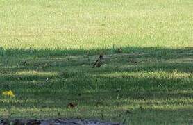 European Green Woodpecker