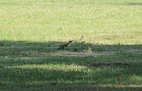 European Green Woodpecker