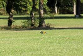 European Green Woodpecker