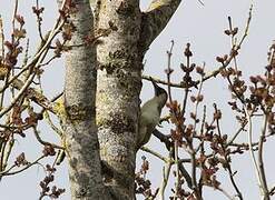 European Green Woodpecker