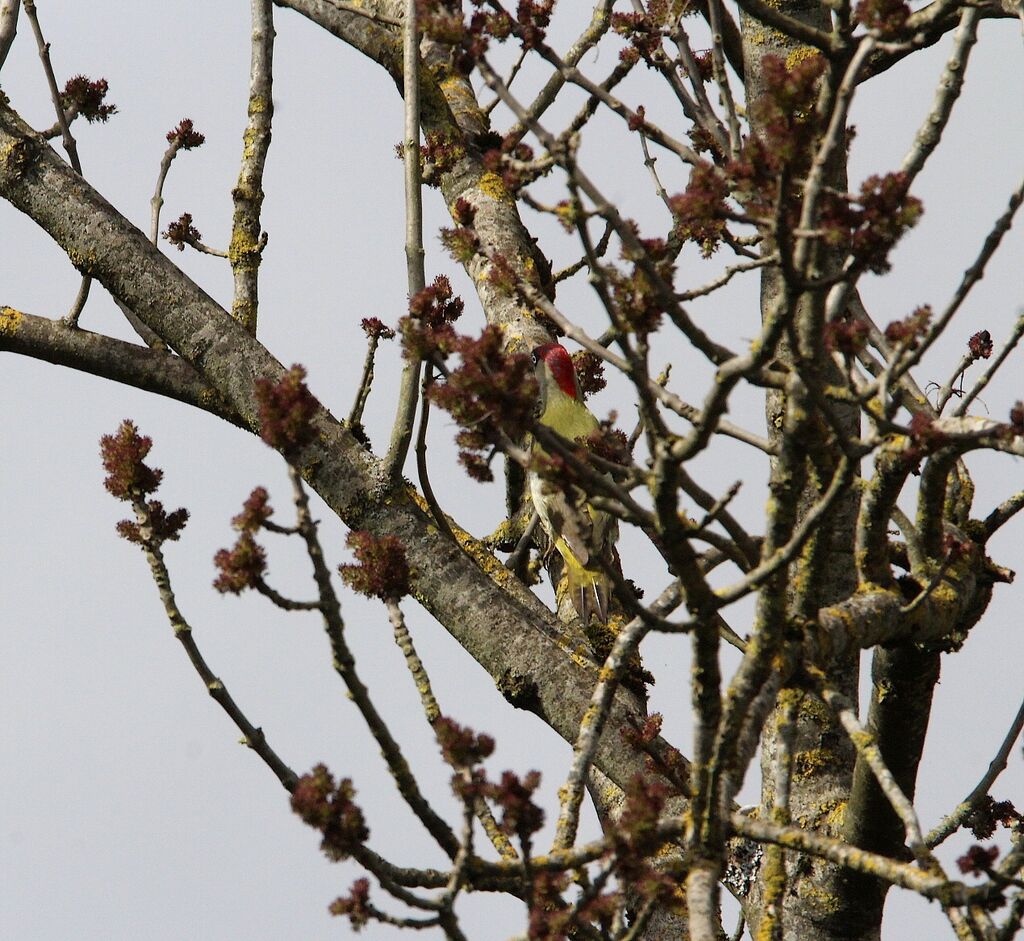 European Green Woodpecker