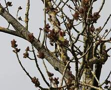 European Green Woodpecker