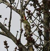 European Green Woodpecker