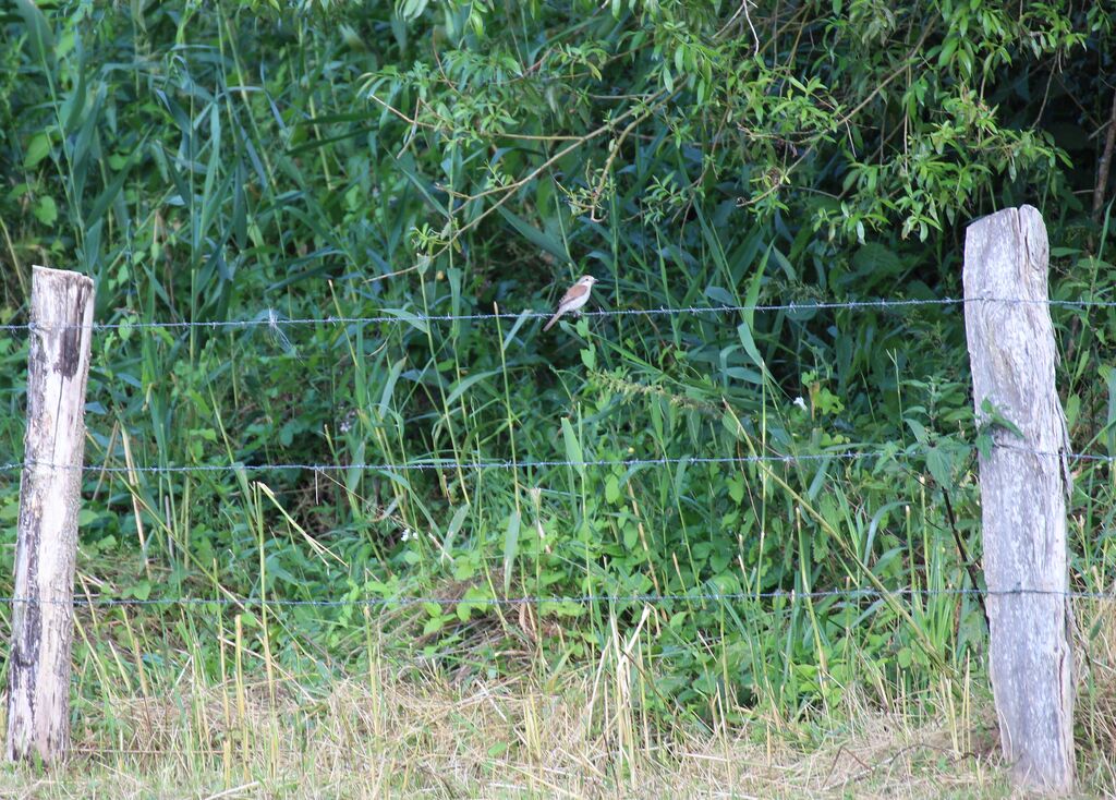 Red-backed Shrike