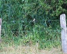 Red-backed Shrike