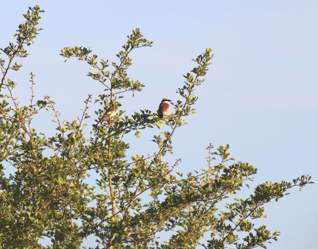 Red-backed Shrike