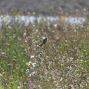 Red-backed Shrike