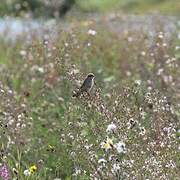 Red-backed Shrike