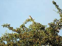 Red-backed Shrike