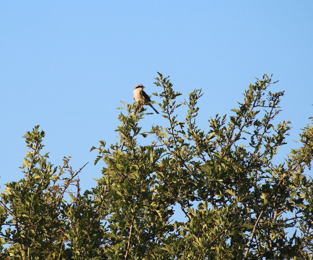 Great Grey Shrike