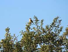 Great Grey Shrike