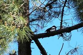 Eurasian Magpie