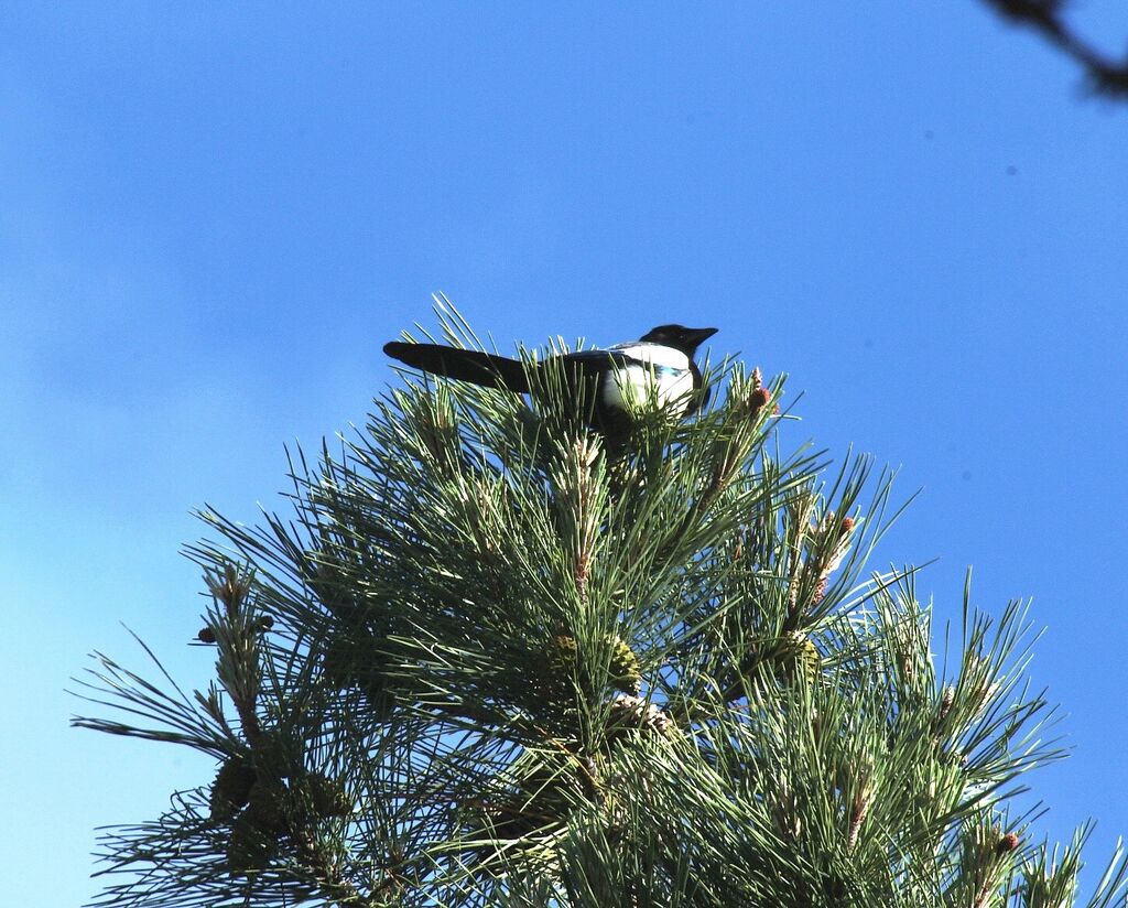 Eurasian Magpie