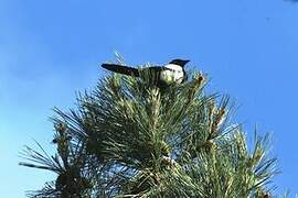 Eurasian Magpie